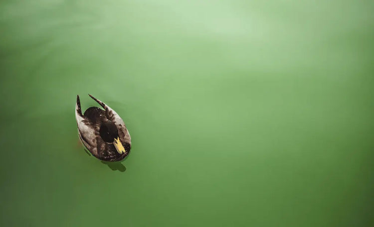 Green Water? Don't dive into it! Solutions here. iopool