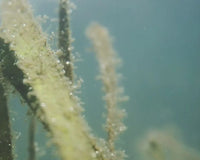 Shock chlorine: when is it the right time to treat your water? iopool