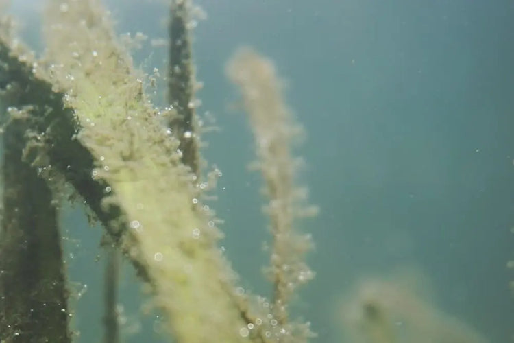 Shock chlorine: when is it the right time to treat your water? iopool